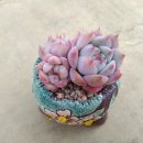 플로아로