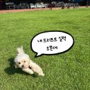 방모산2길 | 부산 애견카페 장안숲 므로 : 뛰뛰하기 좋은 기장 애견카페 솔직 후기