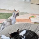 카페싹 | 원주 고양이카페 오묘 재방문 후기, 스트레스 싹 풀리는 개냥이들의 천국