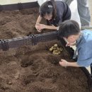 그린농장 | 대부도 갯벌체험보다 재밌는 체험농장 : 그린티플 감자캐기 후기