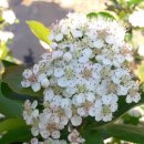 아로니아(쵸크베리 킹스베리 aronia chokeberry)꽃 - 불로장생 이미지