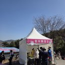 매화시장 | [광양구례] 봄맞이 꽃축제 즐기기 I 광양 매화축제 I 구례 산수유축제 방문후기