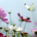 풍성한꽃