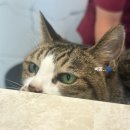 바라봄동물병원 이미지