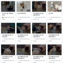 (주)반려동물털로덮인친구들 이미지