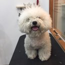 강아지 이발관 이미지