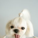 리즈애견미용 이미지