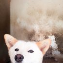 별이 이미지