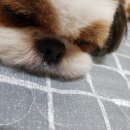 꽃같은 개 네이버블로그