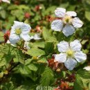산딸기
