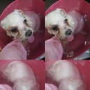 러브펫멀티펫샵