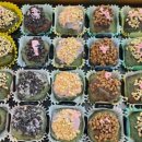 서울떡집 이미지