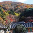 단풍나무 이미지