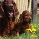 레드앤화이트독 이미지