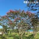배롱나무, 백일홍 (특수목,조형) , R25 ~ R55 팝니다. 판매 이미지