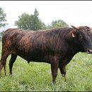 한우 이미지