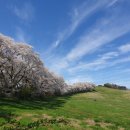 새한개량한우목장 | 서산 한우목장길 벚꽃만개 힐링산책 봄풍경