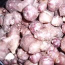 뚱딴지를 소개 합니다 Jerusalem Artichoke, Girasole 이미지