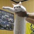 나만 없어 고양이 이미지