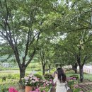 (주)윤산 | 주말 가족 드라이브 대구 근교 송해공원 수국 실시간 개화상황