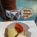 [아이니테마파크]알락꼬리여우원숭이 도시락 먹이주기체험~!! 이미지