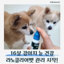 라노클리어벳 강아지 백내장예방 추천, 16살 하니 바니 눈 건강 케어 후기