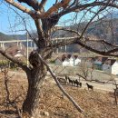 염소야놀자 이미지