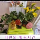 성형안해도청초