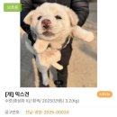 사단법인함께하는우리마음 | 유기견 입양 후기, 안락사 위기에서 구조되었지만 두 번의 파양 후 찾아온 행복