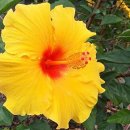 하와이무궁화 / Hawaiian hibiscus 이미지