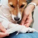 북광주동물약국 이미지