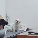 제주접작뼈국 이미지