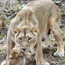 동물의 왕국 이미지