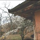 초옥농원 Daum카페
