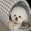 퍼피스 | 대전 애견카페 &#39;퍼피스그린&#39; 방문 후기: 견주와 반려견 모두 만족한 힐링카페