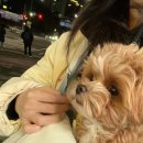 라엘동물의료센터 이미지