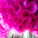 선월농장 이미지