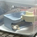화룡디자인 | 크레스티드 게코 사육장 추천 | 두몽이네 마뱀이들 플랜테갤러리 아크릴사육장 후기