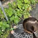 채니농장 이미지