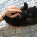 푸른들 동물병원 이미지