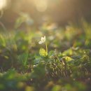 글로리아 이미지