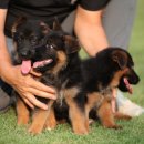 아마존애견사 이미지