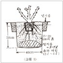 ﻿장미원 관리요령 이미지