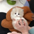 부산고양이분양 미유펫 이미지