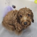 보드레 애견미용실 이미지