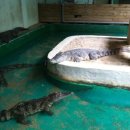 주주(ZOO ZOO) 이미지