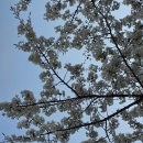 연제구-100 | 동래 온천천 벚꽃 개화 현황, 동래역~연제구 방향 산책 후기