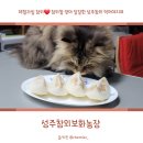 보화농장 | 맛있는 성주참외 성주참외보화농장, 제철과일 꿀참외 달달하고 맛있어