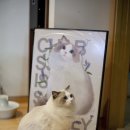꿈꾸는고양이 이미지