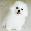 옹식구 이미지